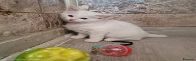 Turkish Angora 1
