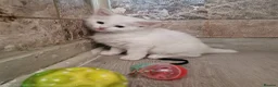 Turkish Angora cats for sale: Turkish angora x kittens  - Advert 8