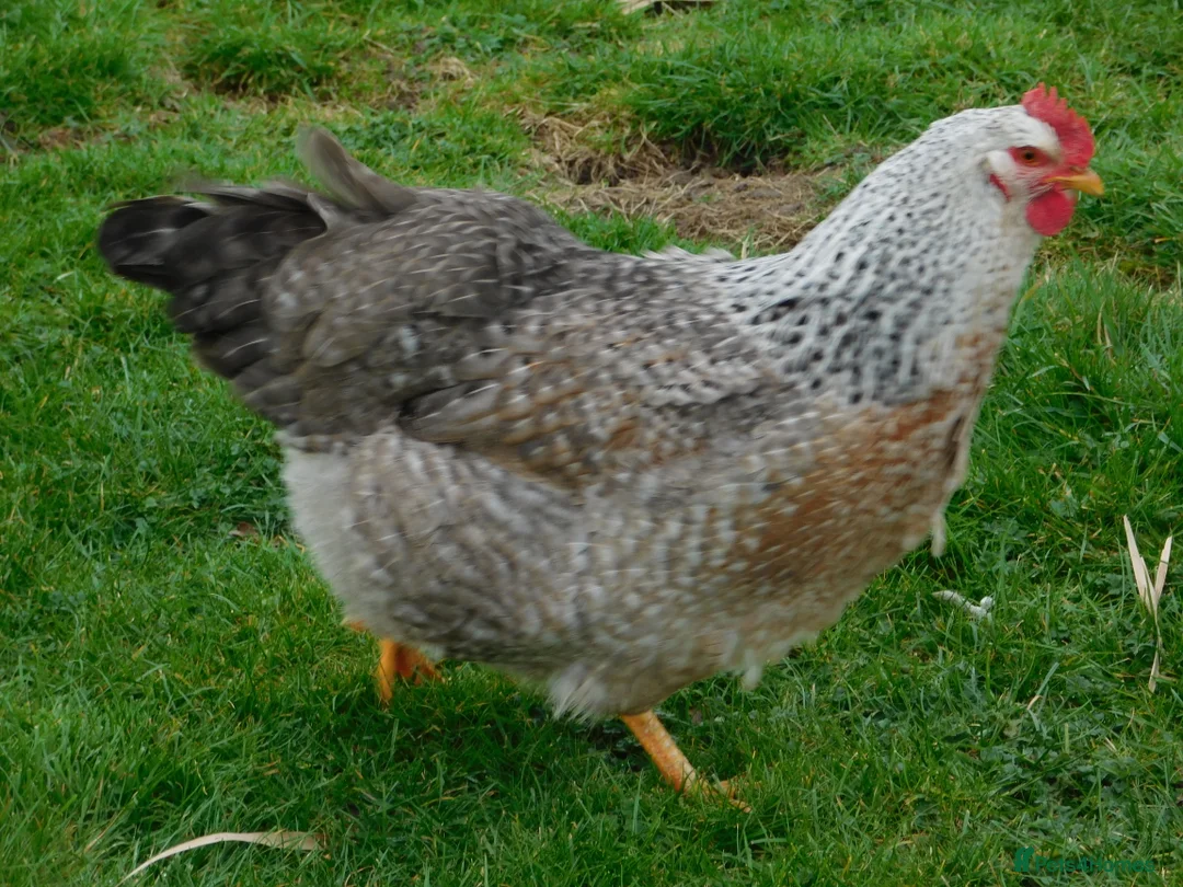 Chickens poultry for sale: Silver Bielefelder Hatching Eggs x 6 - Advert 4