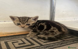 Domestic Shorthair cats for sale: Adorable 4-week-old kittens ready to reserve - Image 6