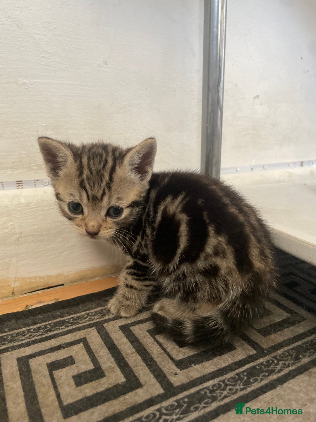 Domestic Shorthair cats for sale: Adorable 4-week-old kittens ready to reserve - Image 6