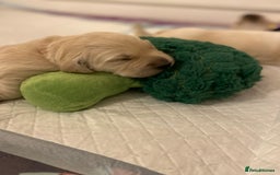 Golden Retriever dogs for sale: Fluffy Cream & Gold Golden Retriever Puppies - Image 9