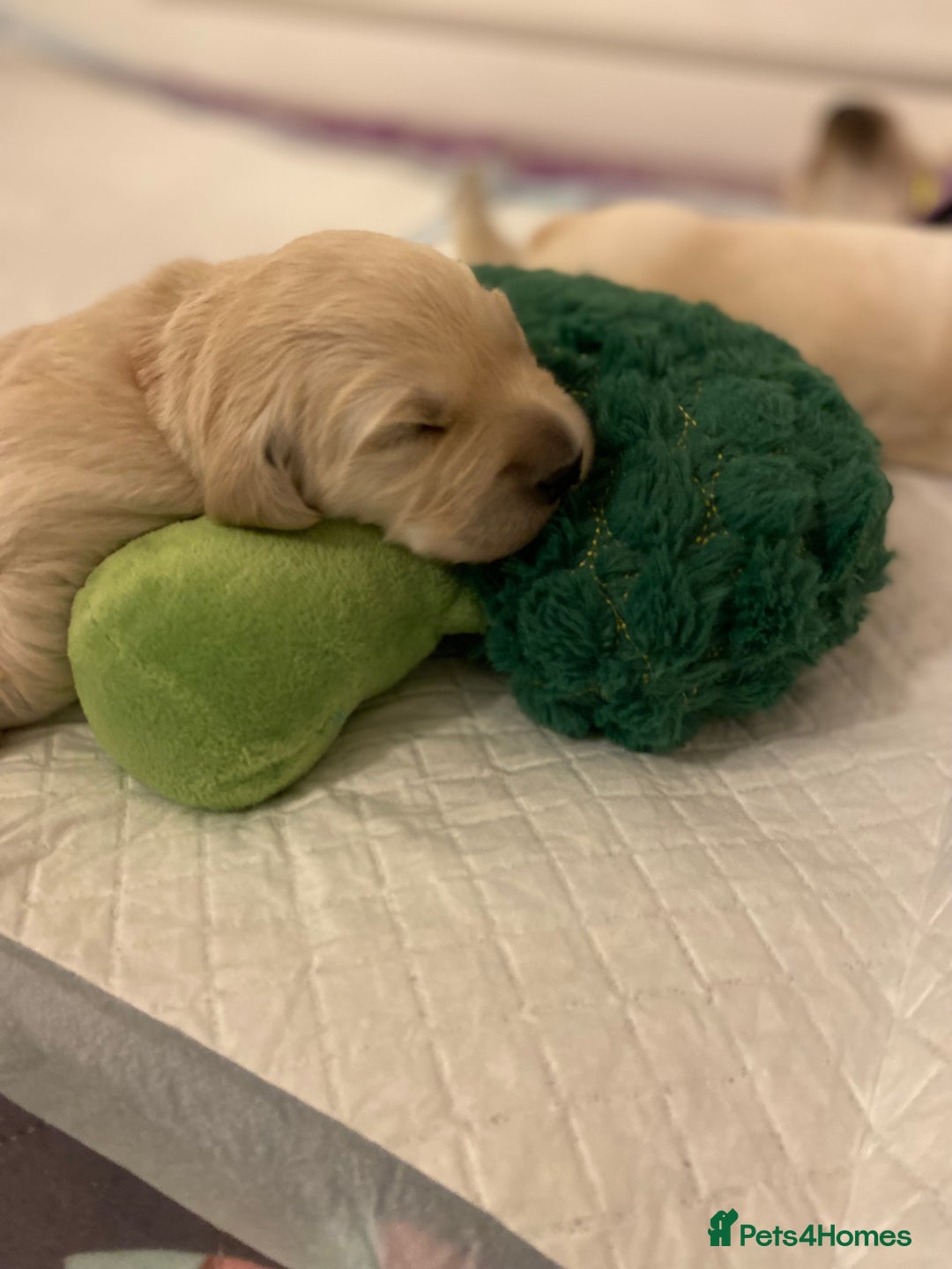 Golden Retriever dogs for sale: Fluffy Cream & Gold Golden Retriever Puppies - Image 9