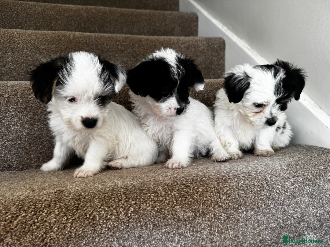 Yorkiepoo dogs for sale: Gorgeous litter of yorkiepoo’s - Advert 1