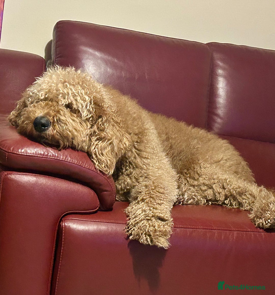 Bernedoodle dogs for stud: Bernedoodle Stud - Advert 7