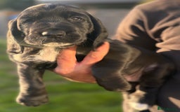 Cockerdor dogs for sale: Cockerdor puppies ready 10th October.  - Image 22