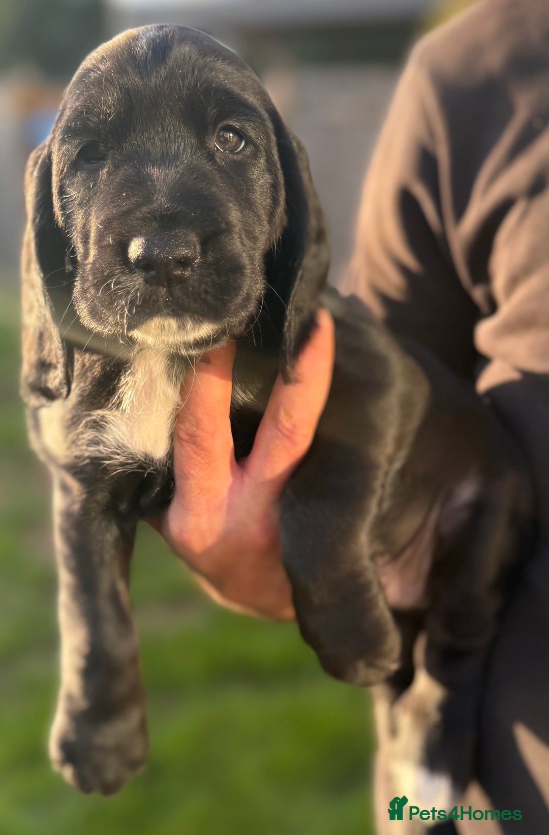 Cockerdor dogs for sale: Cockerdor puppies ready 10th October.  - Image 22