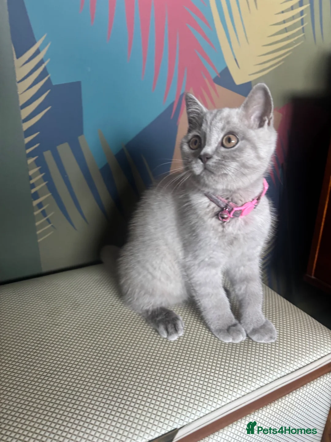 British Shorthair cats for sale: Gorgeous little mister from GCCF registered stud in Stonehouse - Advert 2