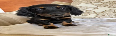 Miniature Dachshund 5