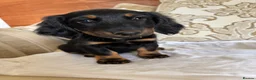 Miniature Dachshund dogs for sale: Beautiful miniature dachshunds - Advert 4