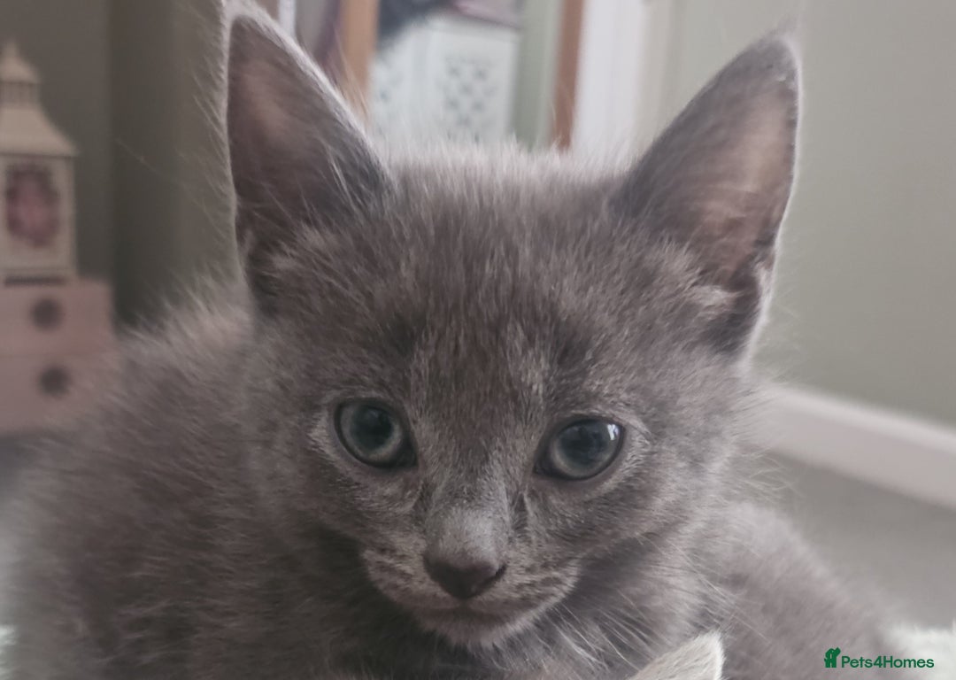 Mixed Breed cats for sale: Precious babies looking for homes - Advert 8