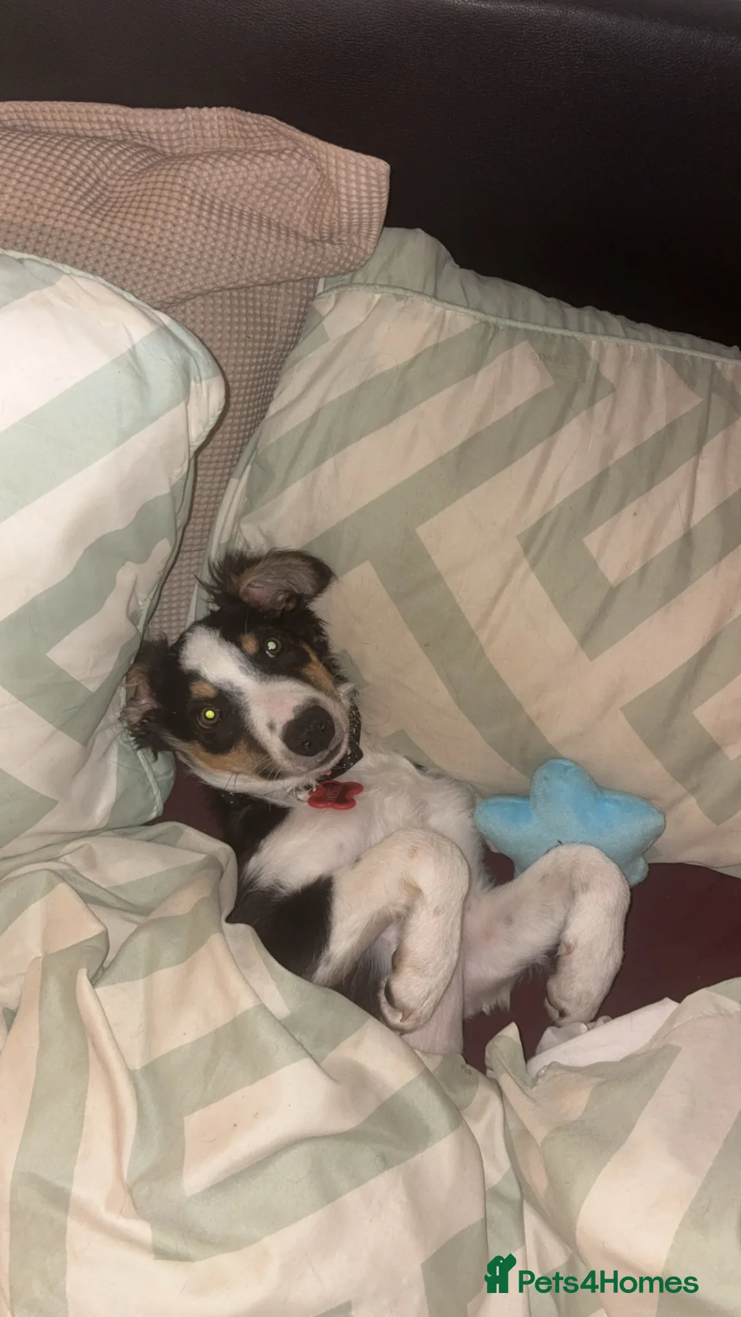 Border Collie dogs for sale: 14 week old border collie pup in Bridgend - Advert 2