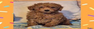 Cavapoo Puppy 2