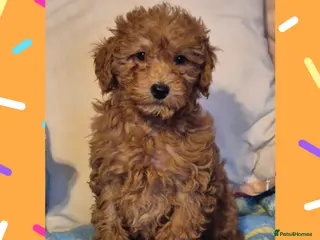 Cavapoo dogs Beautiful Cavapoo girl - Advert 5