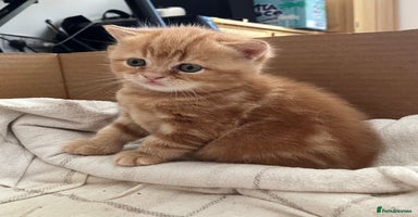 British Shorthair cats - Advert 11