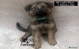 German Shepherd dogs for sale: Exceptional KC Reg Czech Line German Shepherd Pups in Nottingham - Image 5