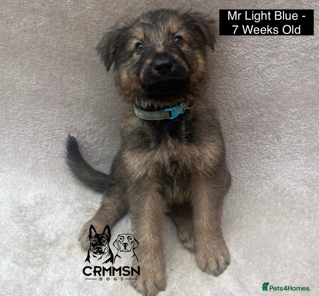 German Shepherd dogs for sale: Exceptional KC Reg Czech Line German Shepherd Pups in Nottingham - Image 5