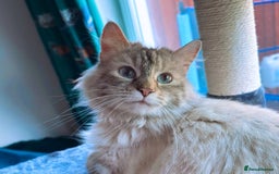 Mixed Breed cats for sale: Adorable Fluffy Ragdoll x Scottish Fold Kittens - Image 9