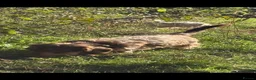 Miniature Dachshund dogs for sale: Pedigree Miniature Wire Haired Dachshund Female - Advert 3