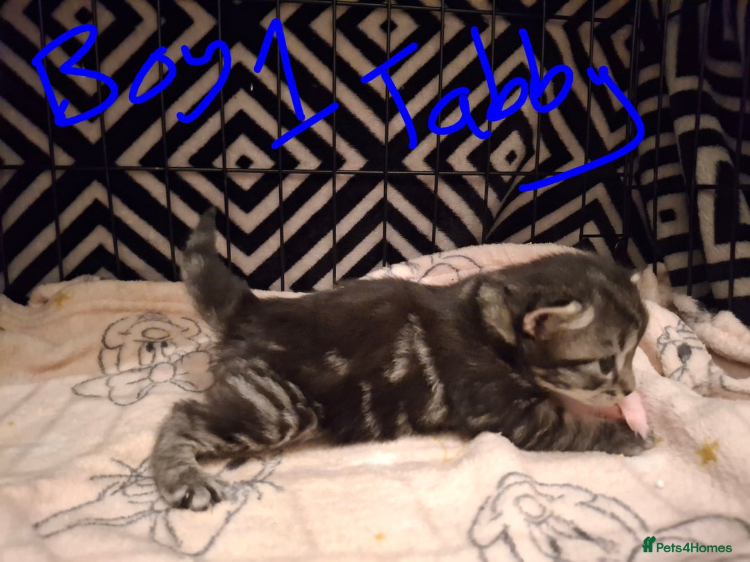 Mixed Breed cats for sale: Mix breed - Image 9