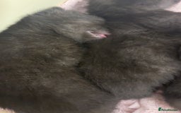Bombay cats for sale: Black tabby kittens - Image 2