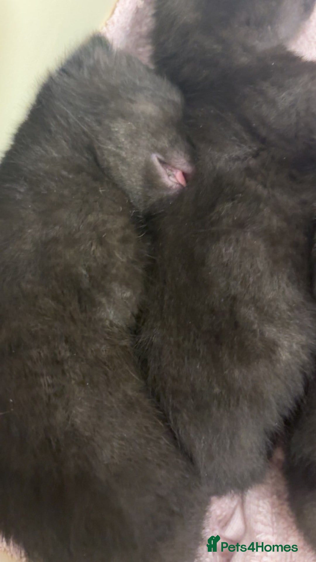 Bombay cats for sale: Black tabby kittens - Image 2