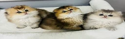 Scottish Fold cats for stud: Inter-champion SFLH straight male stud only  - Advert 7