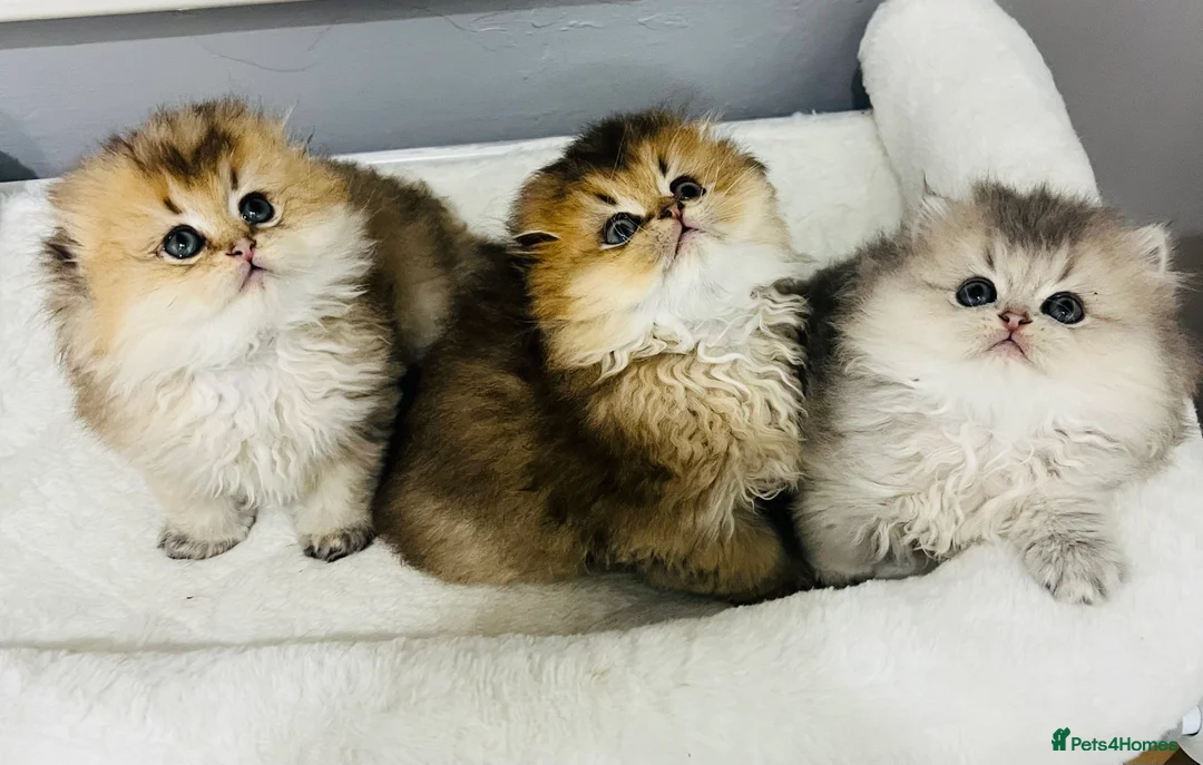 Scottish Fold cats for stud: Inter-champion SFLH straight male stud only  - Advert 7