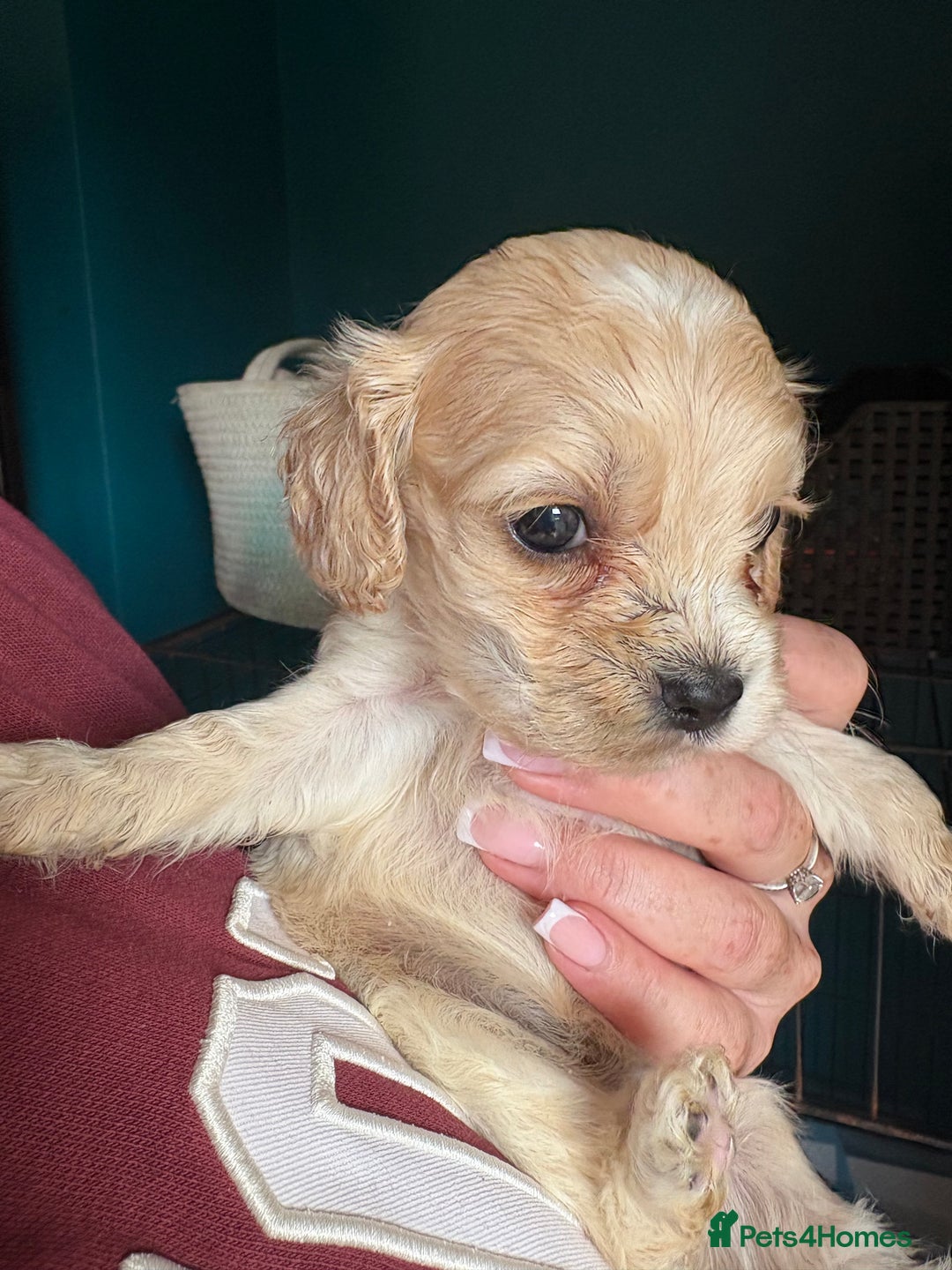 Cockapoo dogs for sale: Beautiful cockapoos - Advert 15