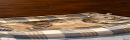 Maine Coon cats for sale: Stunning young TICA reg Maine Coon female.  - Advert 3