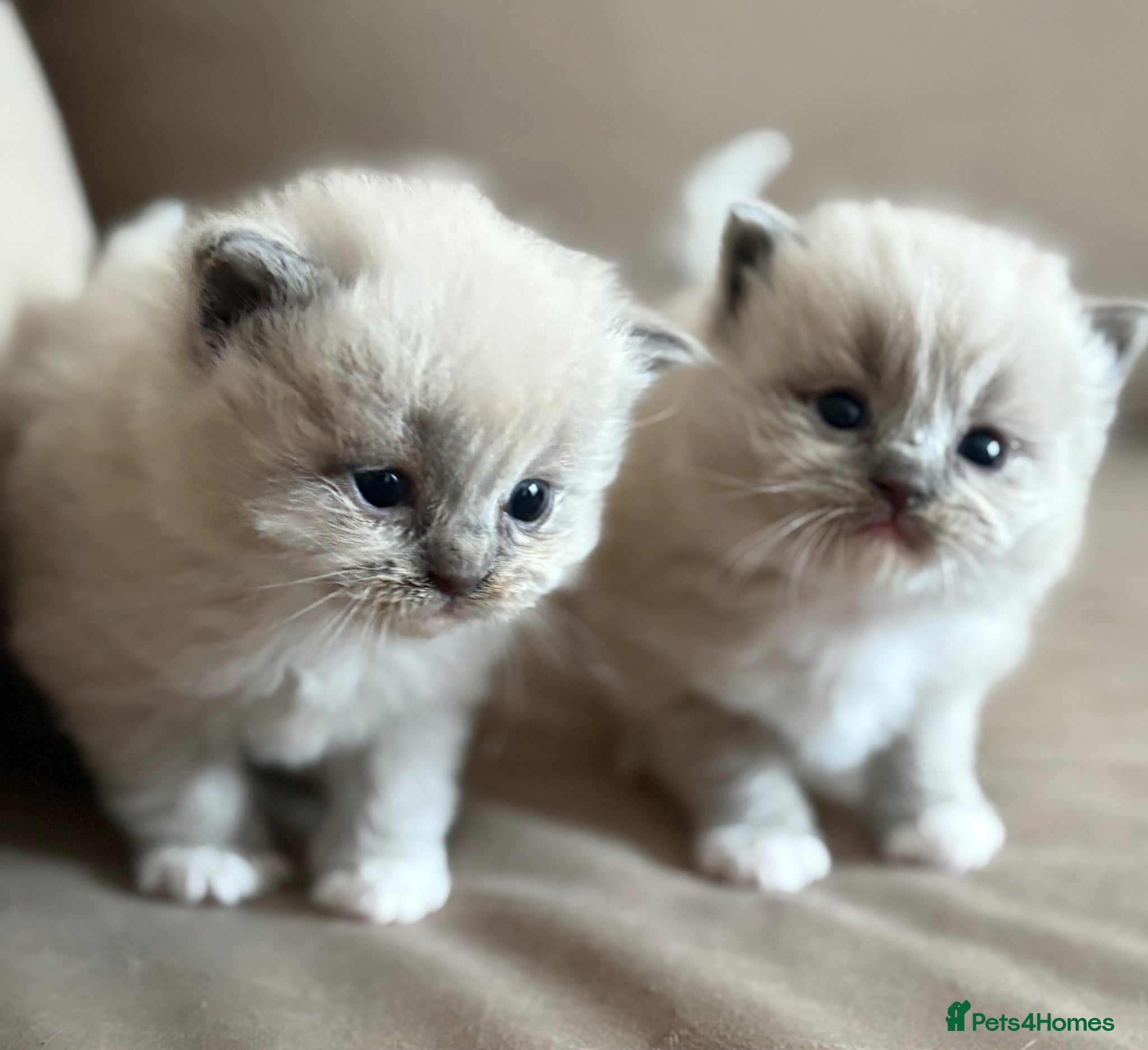 Ragdoll cats Cherubim ragdoll  - Advert 1