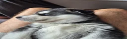 Siberian Husky dogs for sale: Beautiful Siberian Husky pups - Advert 22