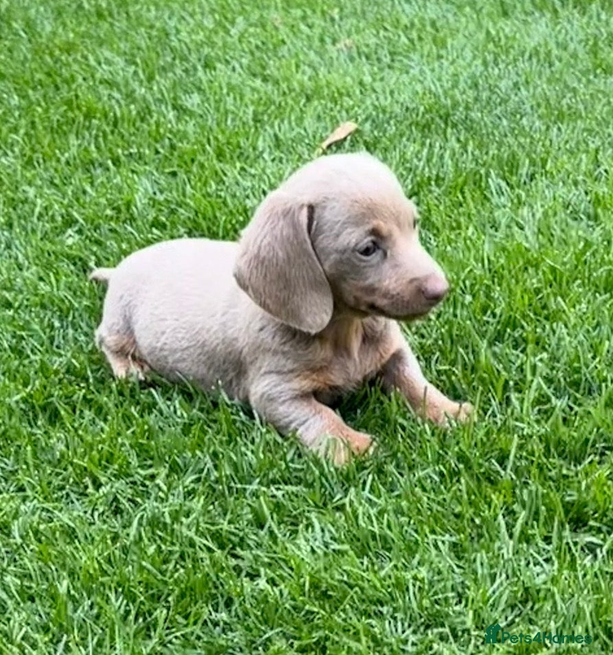 Miniature Dachshund dogs Miniature Dachshund ready 4th June KC registered - Advert 2