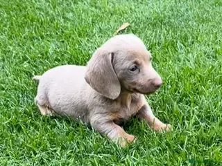 Miniature Dachshund dogs Miniature Dachshund ready 4th June KC registered - Advert 2