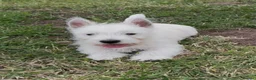 West Highland Terrier dogs for sale: Beautiful west highland terrier pups - Advert 4