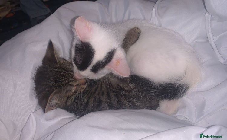 Mixed Breed cats - Advert 16