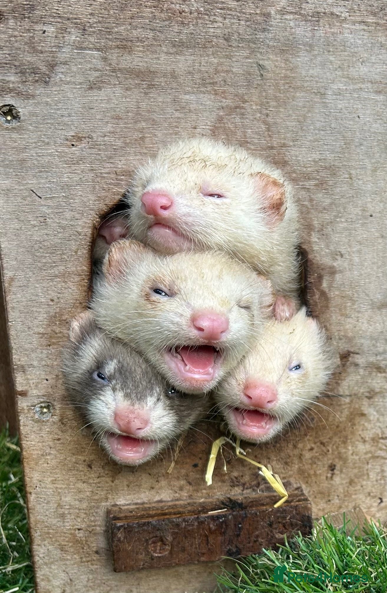 Ferret rodents Young ferrets and polecats ready now - Advert 1