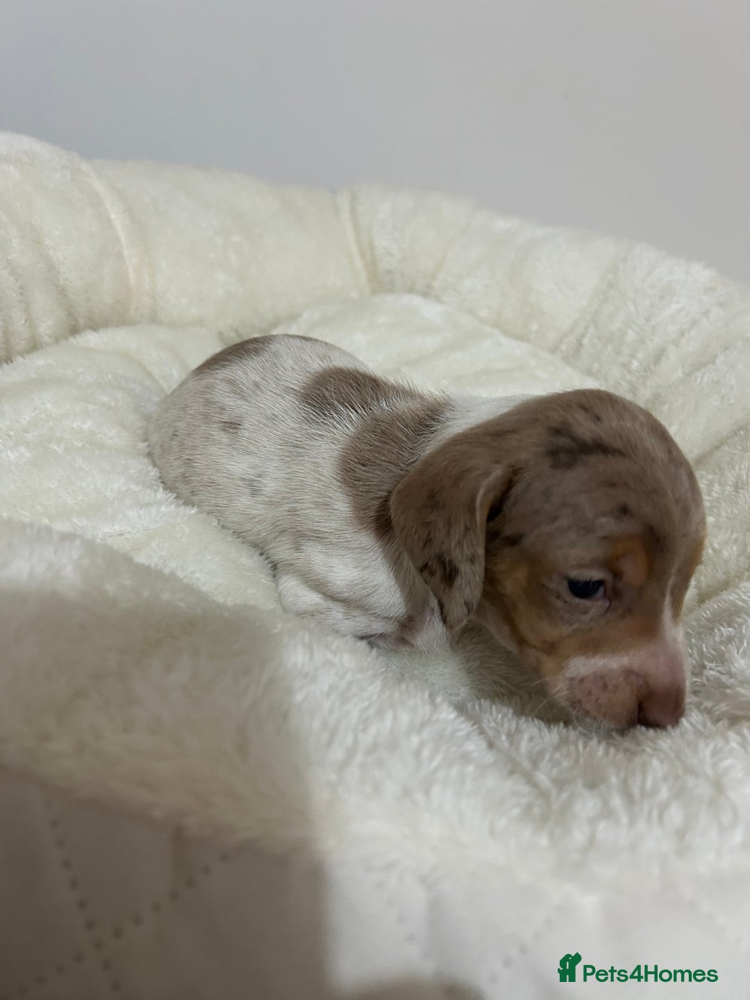 Miniature Dachshund dogs for stud: Isabella Dapple STUD carrying CREAM - Image 11