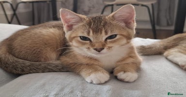 British Shorthair cats - Advert 2