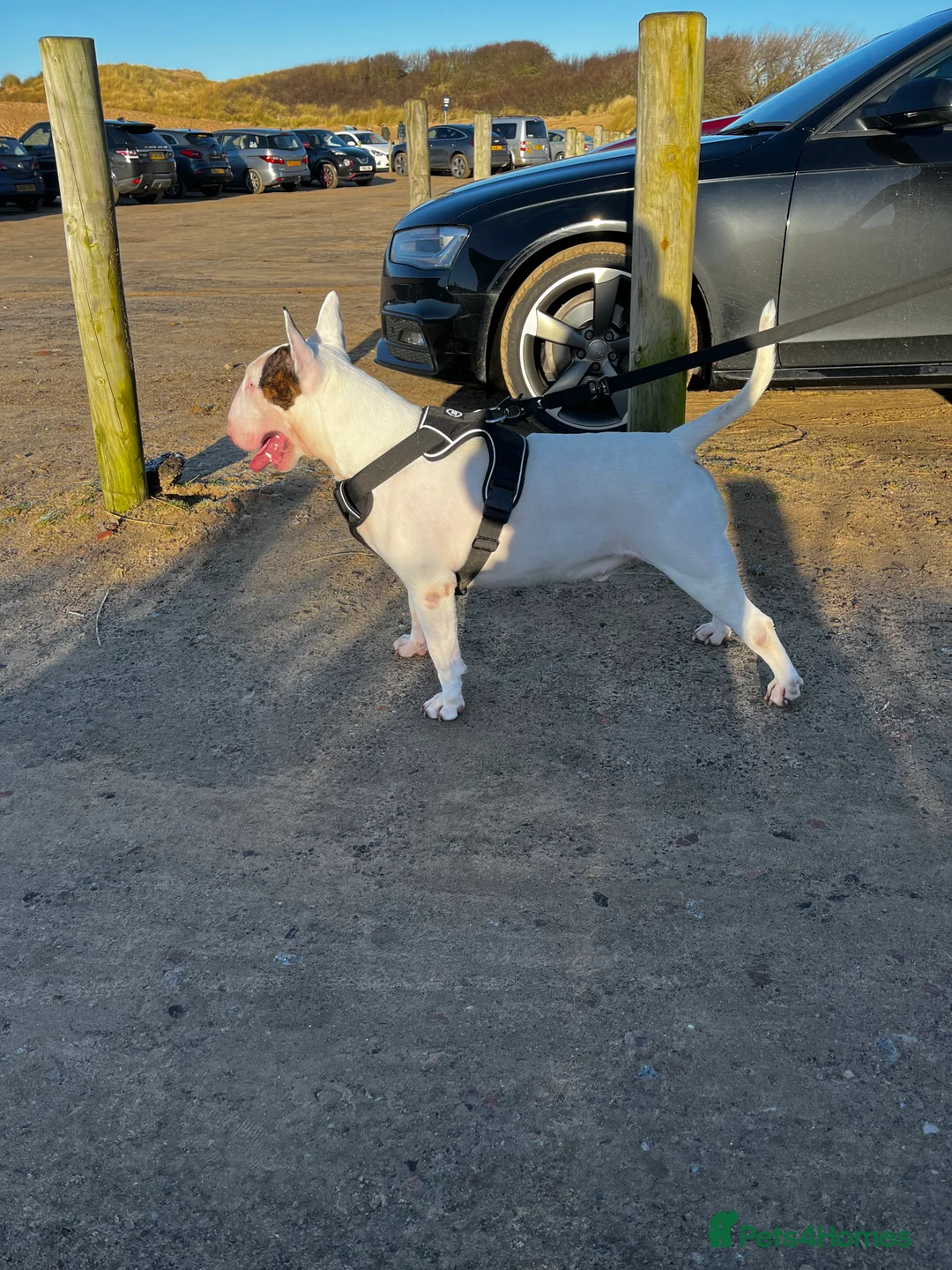 English Bull Terrier dogs for stud: Amazing boy for stud in Liverpool - Advert 7