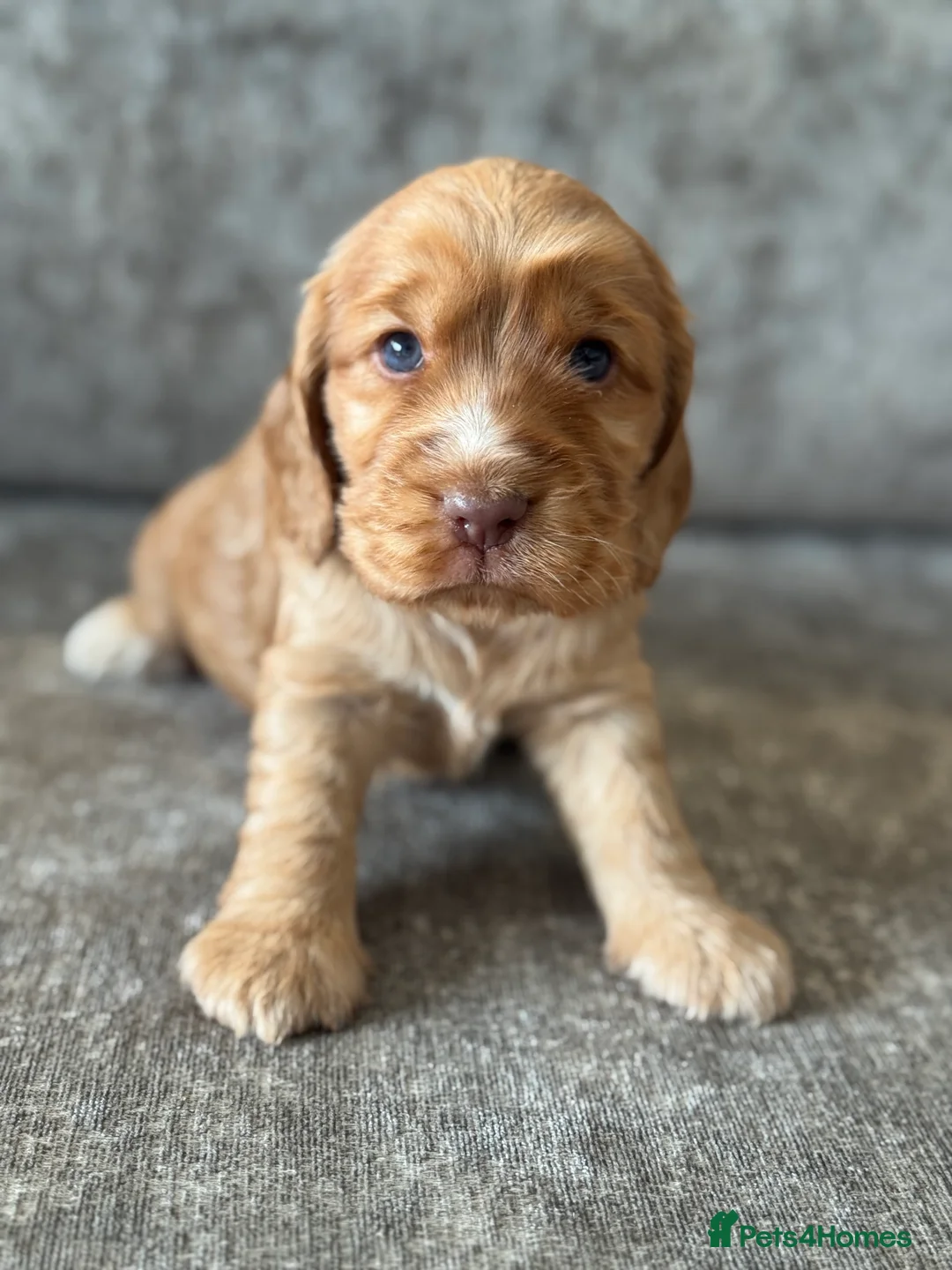 Cocker Spaniel dogs for sale: 100% SHOWTYPE KC REG FROM HEALTH TESTED PARENTS  - Advert 20