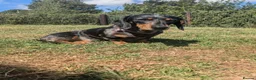 Miniature Dachshund dogs for sale: KC mini dachshund for sale - Advert 2