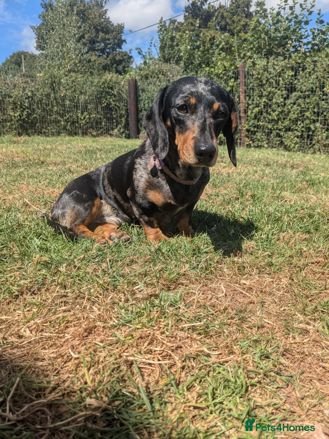 Miniature Dachshund dogs for sale: KC mini dachshund for sale - Advert 2