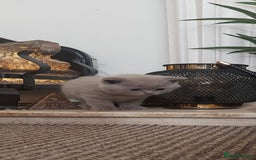 British Shorthair cats for sale: STUNNING 4 MALES BSH KITTENS 900£ - Image 10