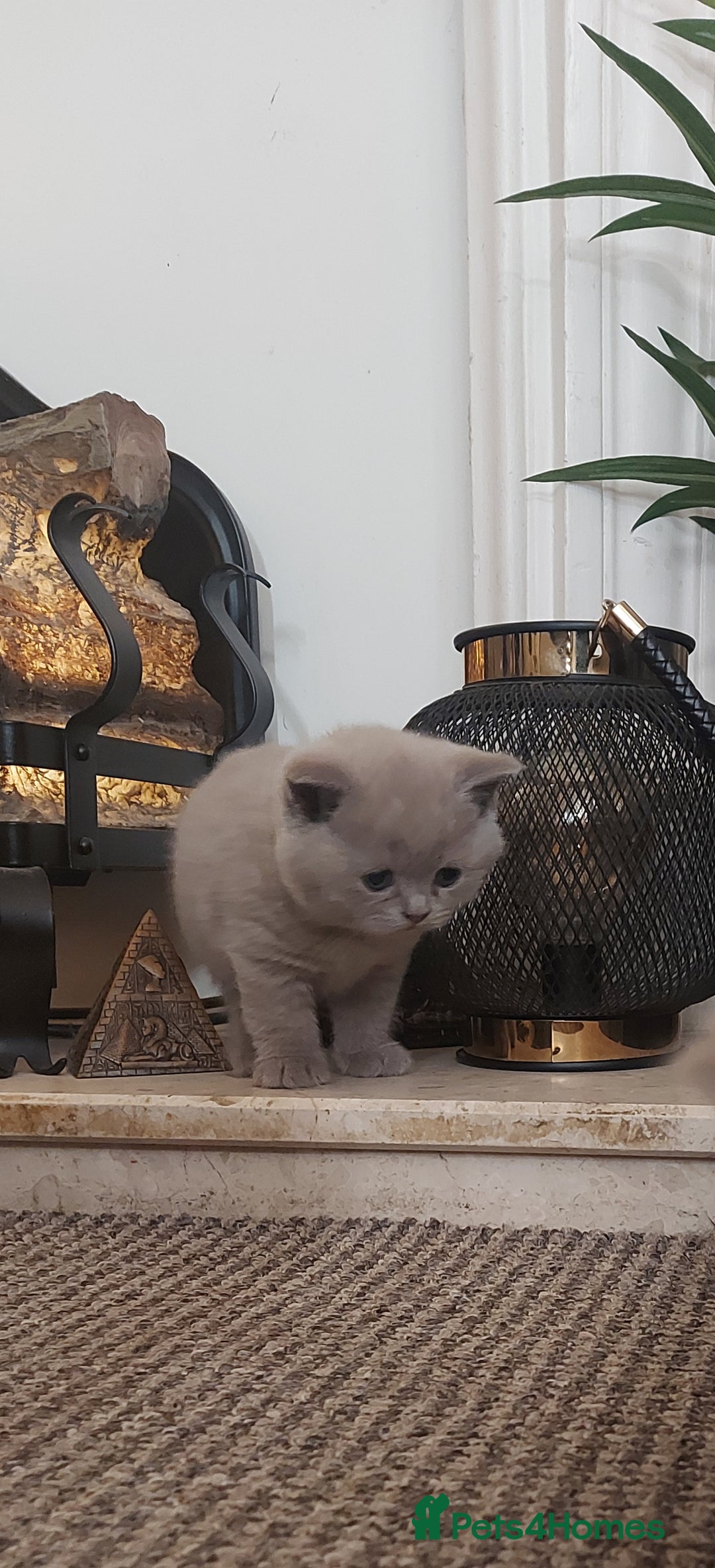 British Shorthair cats for sale: STUNNING 4 MALES BSH KITTENS 900£ - Image 10