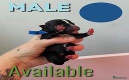Mixed Breed dogs for sale: Mixed Breed Puppies - Image 14