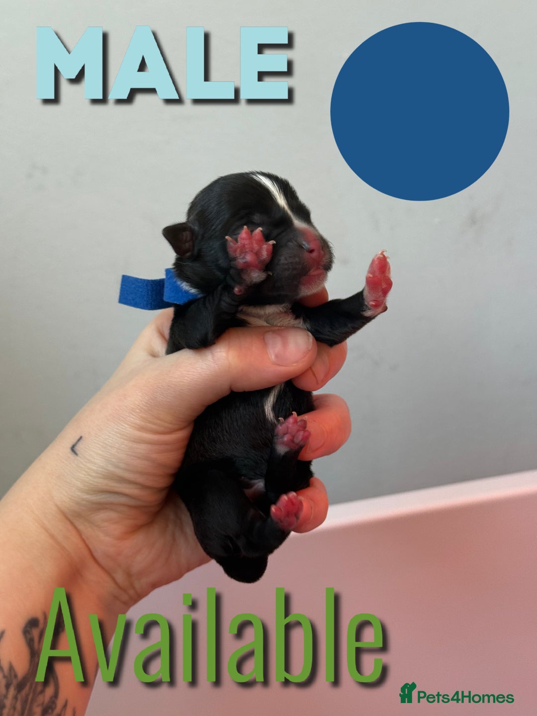 Mixed Breed dogs for sale: Mixed Breed Puppies - Image 14