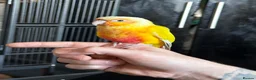 Conures birds for sale: Suncheek conure in Cradley Heath - Advert 1