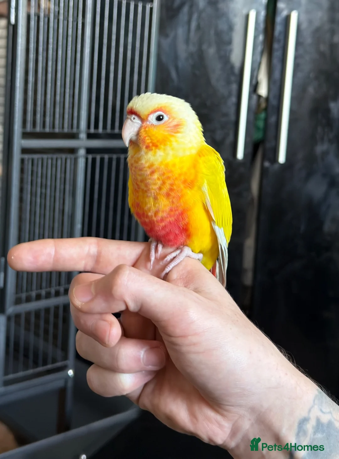 Conures birds for sale: Suncheek conure in Cradley Heath - Advert 1