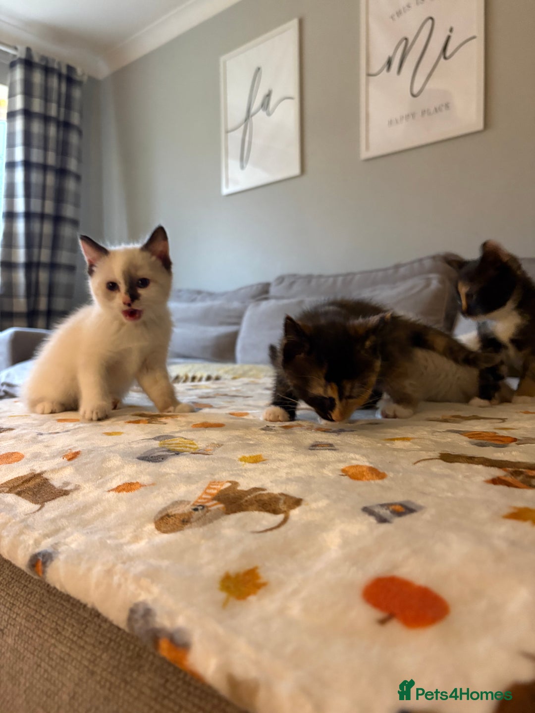 RagaMuffin cats for sale: Beautiful Ragamuffin Kittens Ready December 24th   - Advert 24